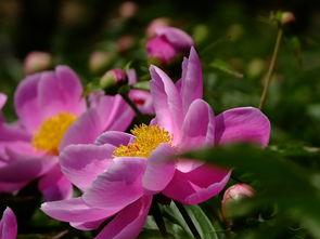 花憩节最新爆料,浪漫花海中的年度狂欢盛宴